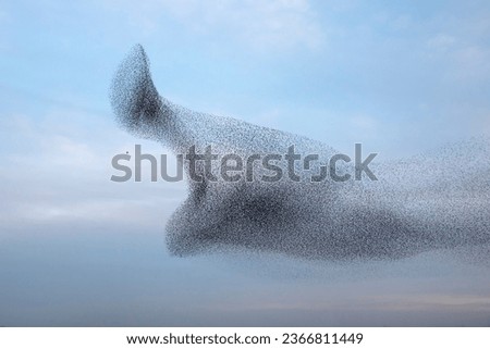 Flock of starlings rushed by a hawk Royalty-Free Stock Photo #2366811449