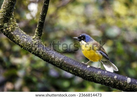 A blue-crowned laughingthrush, Garrulax courtoisi, side profile with open beak. This small songbird, indigenous to Jiangxi, China, is now critically endangered in the wild. Royalty-Free Stock Photo #2366814473