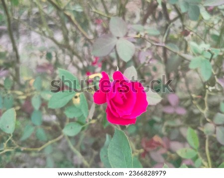 Beautiful rose flower in garden. Rose flower background.