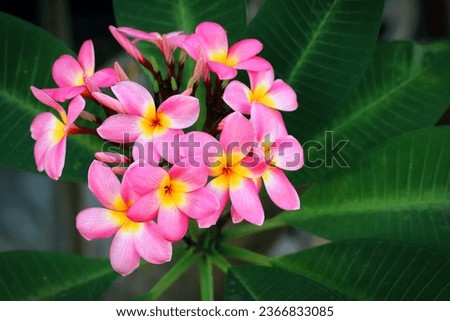 Blooming pink plumeria flowers with green leaves background