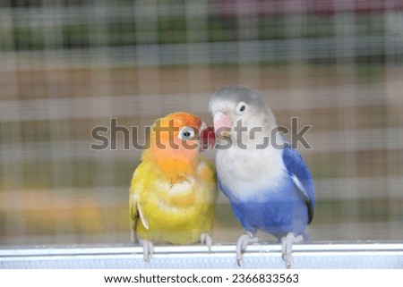 Lovebird is the common name for the genus Agapornis, a small group of parrots in the Old World parrot family Psittaculidae.