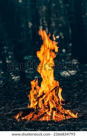 Bonfire in forest. Contrast photo of bright fire against a background of dark trees.