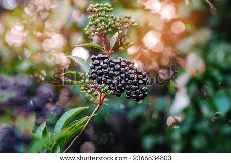 Branch of a ripe black elder in the sunlight. Colored blurred highlights. Soothing nature screensaver.