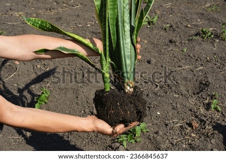 Repotting Snake Plant - How to transplant sansevieria houseplant. Woman hold in hands snake plant for repotting.