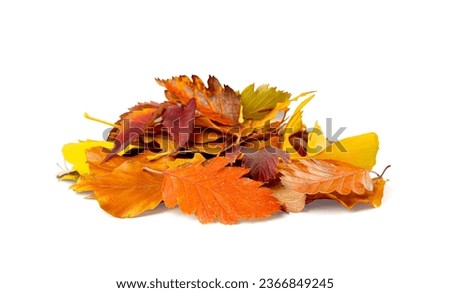 Autumn Leaf Pile Isolated, Colored Autumn Tree Leaves Set, Yellow Orange Green Foliage, Fall Leaf Collection on White Background Side View Royalty-Free Stock Photo #2366849245