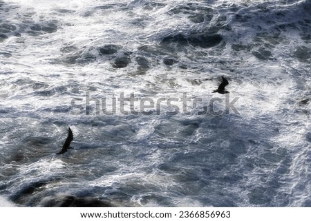 photograph of seagulls flying low next to the cliff, where the giant waves break, waiting to catch some fish, north coast of the north, A Coruna, Galicia, Spain,