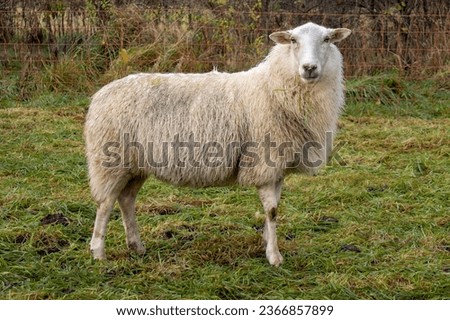Adult sheep stands, observing what's happening Royalty-Free Stock Photo #2366857899