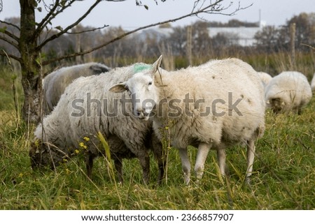 The sheep has an itch in its ear; it rubs its ear against a stalk.