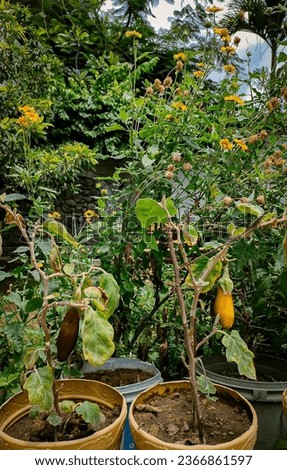 Brinjal and sunflower plants in small home garden