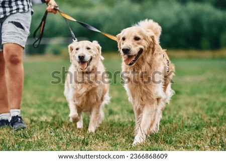 Focused close up view. Woman with beautiful dogs are in the field outdoors. Royalty-Free Stock Photo #2366868609