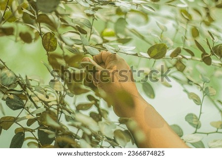 A boy holds with his right hand the plums of a plum tree and a blurred background