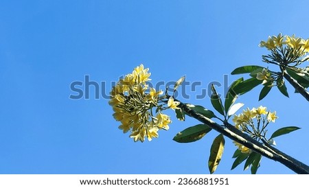 flower with sunlight and blue sky
