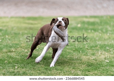 Brown and white Boston Terrier on the grass carrying a horn and running