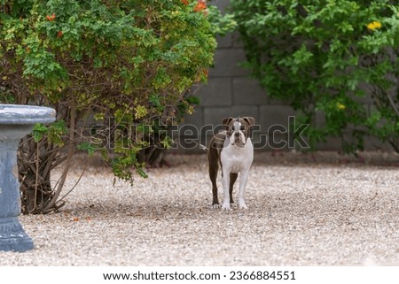 Boston terrier in a yard posing for a portrait between two bushes