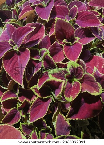 abstract backgroud of purple leaves.close up fhoto of purple leaves . nature concept Royalty-Free Stock Photo #2366892891