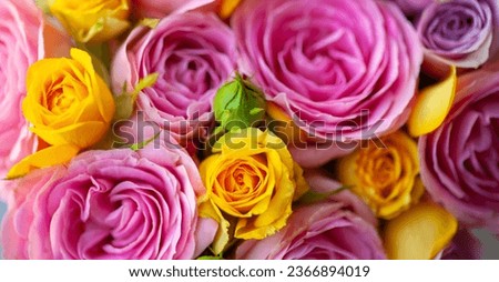 Beautiful flower roses macro pink and yellow