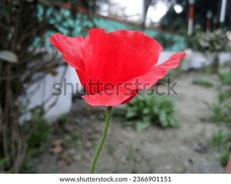 Beautiful pictures of common poppy flower 