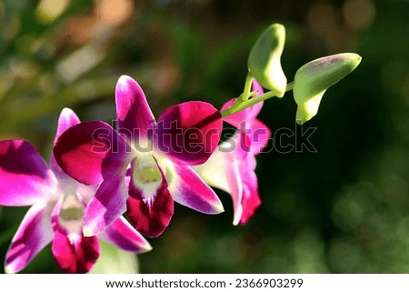 Close up of blooming purple orchid flower and buds