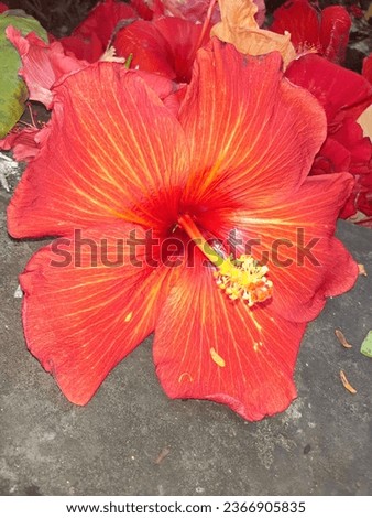 Hibiscus is a very hardy, versatile plant and in tropical conditions it can enhance the beauty of any garden.