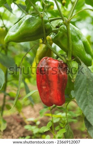 Homegrown peppers in village farm on late summer. Royalty-Free Stock Photo #2366912007