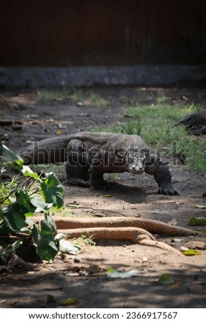 a picture of an adult Komodo Dragon in a zoo enclosure