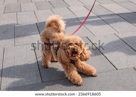 A poodle runs across a square of stone slabs. Dog emotions. A dog on a leash in the city. scared Royalty-Free Stock Photo #2366918605