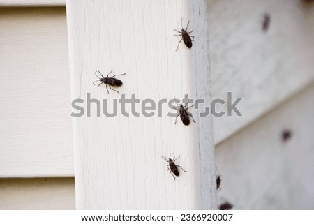 Boxelder bugs or Boisea trivittata cling to the walls of a house during the fall season in America. These bugs are redolent and will release a pungent.