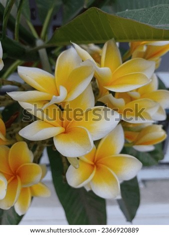 Photo of a Cambodian flower (Plumeria) in bloom with its beautiful petals. 