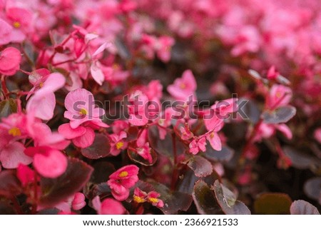 Begonia background, beautiful pink picture.
