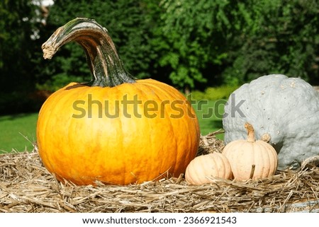 Some nice pumpkin in yellow and white and blue