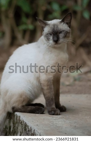 A photo of a Siamese cat in the evening