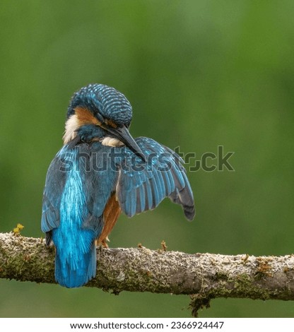 Common Kingfisher perched on branch overlooking river