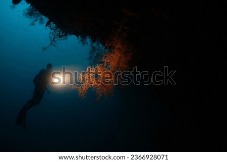 A diver shines a light on black coral in a deep cave in Raja Ampat, Indonesia. This remote region harbors extraordinary marine biodiversity and is known for awesome scuba diving and snorkeling. Royalty-Free Stock Photo #2366928071