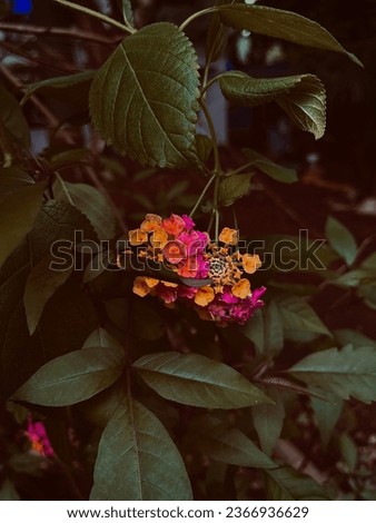 A beautiful picture of West Indian Lantana . Beautiful flowers 🌺 