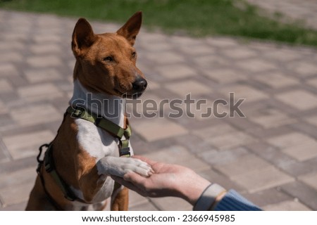 Basenji gives a paw to the mistress on a walk. African non-barking dog. Royalty-Free Stock Photo #2366945985