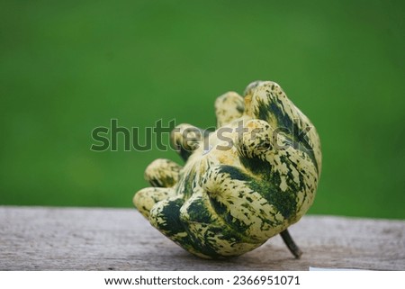 A rare pumpkin Deimos F1 in green and white Royalty-Free Stock Photo #2366951071