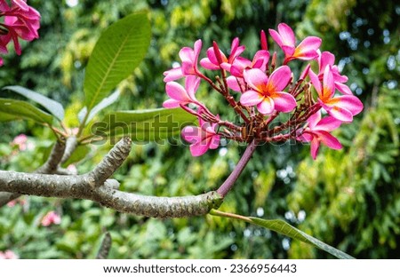 Beautiful pink frangipani or plumeria flowers taken close up
