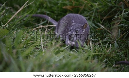 Brown rats down on the farm