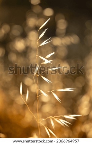 wild oats in a garden in Spain Royalty-Free Stock Photo #2366964957