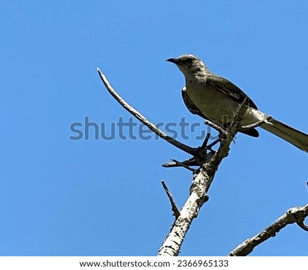 Northern Mockingbird perched on a tree against a blue sky 