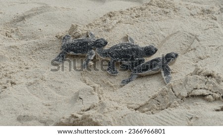 Green sea turtle hatchlings Chelonia mydas rushing towards the Pacific Ocean guided by instinct on sandy beach of Bay Canh Island in Vietnam