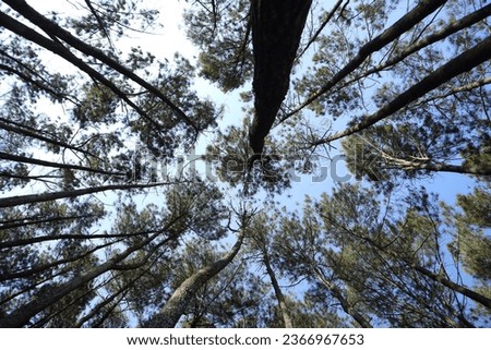 a viewed tall pine tree in daylight 