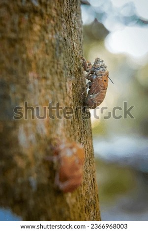 cricket skin that has been left and dried on a tree
