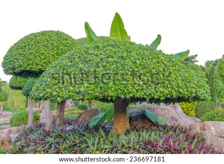 Green tree in garden