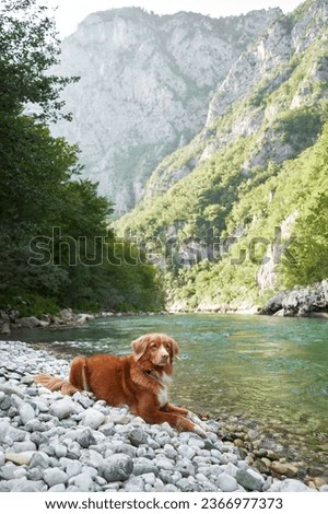 dog by the river. Nova Scotia duck tolling retriever on the rocks against the background of turquoise water and mountains.