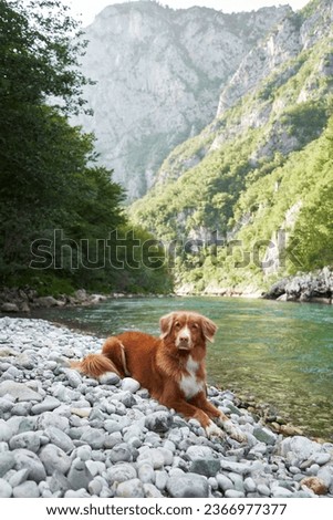 dog by the river. Nova Scotia duck tolling retriever on the rocks against the background of turquoise water and mountains. Royalty-Free Stock Photo #2366977377