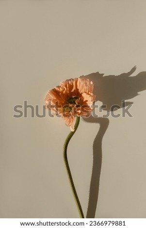 Elegant peach pink poppy flower with sunlight shadows on neutral tan beige background. Aesthetic floral simplicity composition. Close up view flower