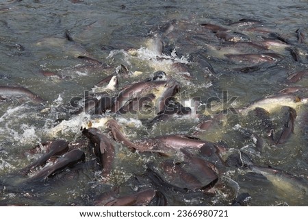 Many fish in the water. Freshwater fishing