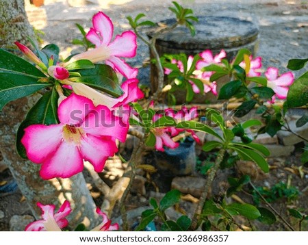 Adenium obesum with other names such as Desert rose, Mock Azalea, Pink bignonia, Impala lily has pink flowers with 5 petals, watery, stems like bonsai, planted in pots, rural Indonesia.