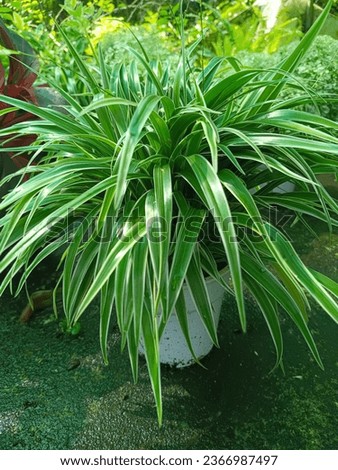 Chlorophytum comosum, usually called spider plant or common spider plant due to its spider-like look, also known as spider ivy, ribbon plant. Royalty-Free Stock Photo #2366987497